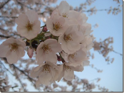 CherryBlossoms 028