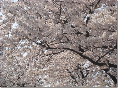 CherryBlossoms 032